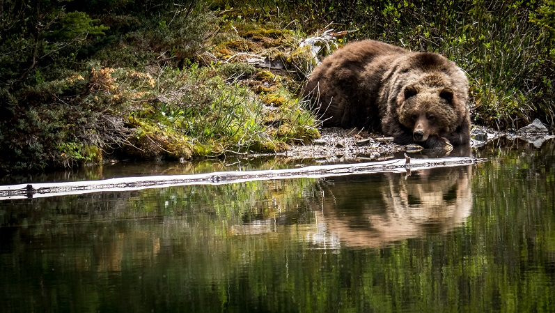 Grizzly-at-Beaver-Pond