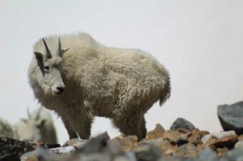 Challenge yourself with a mountain goat hunt
