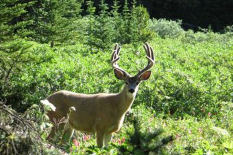 2×1 Mule Deer Hunt in British Columbia, Canada