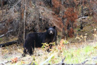 1×1 Spring Black Bear Hunt in British Columbia, Canada